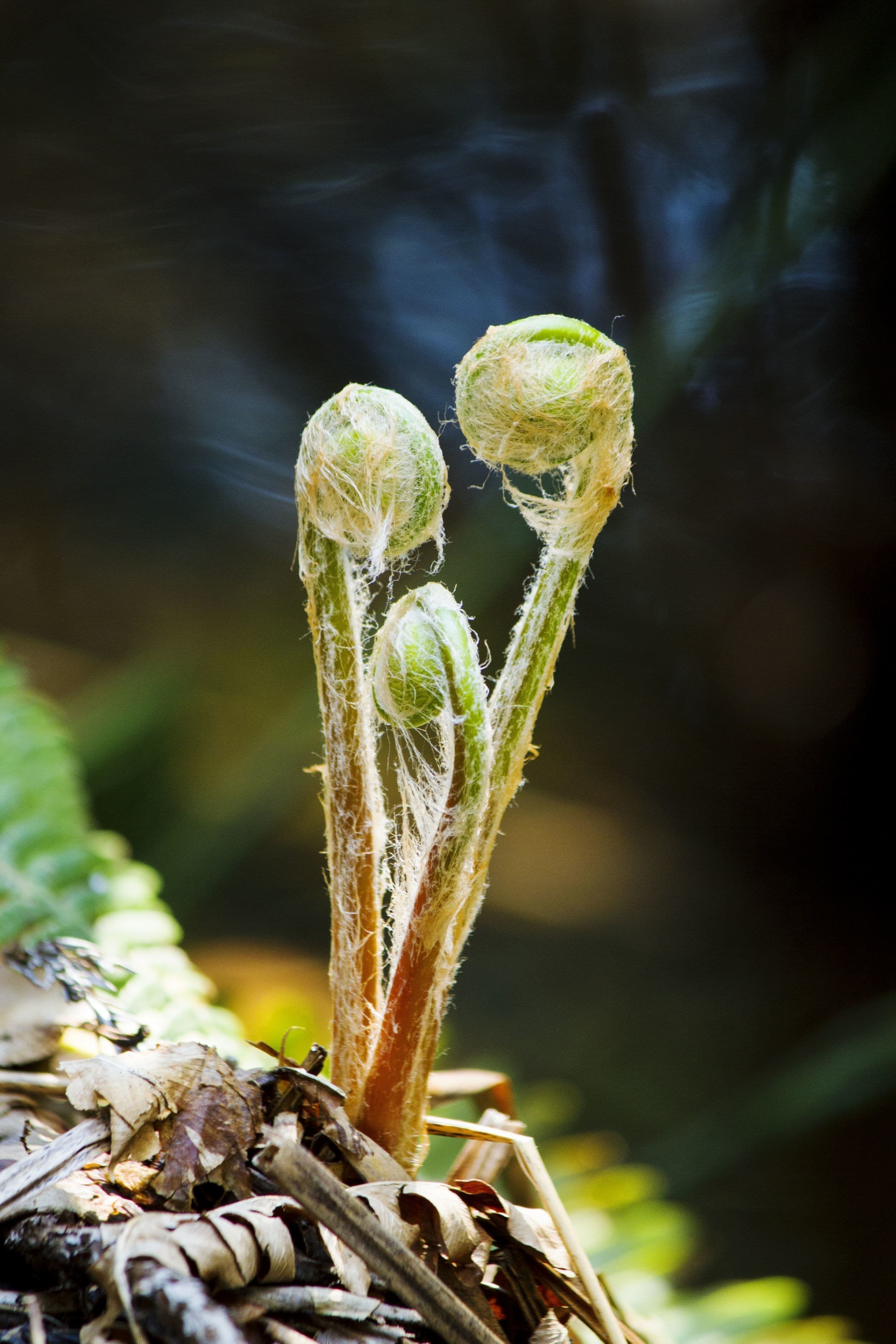 小野川温泉　米沢牛　さくらんぼ
