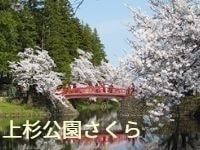 温泉　上杉　さくら